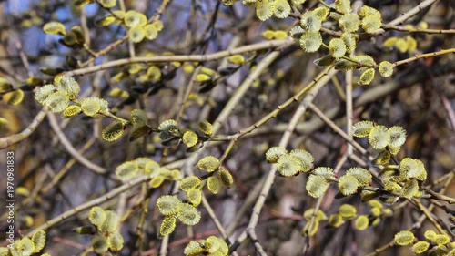 Bright yellow willow catkins blooming on branches in spring forest