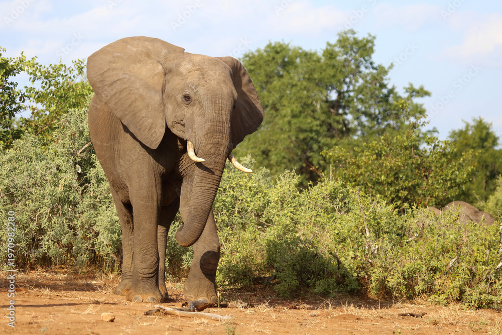 Fototapeta premium Afrikanischer Elefant / African elephant / Loxodonta africana
