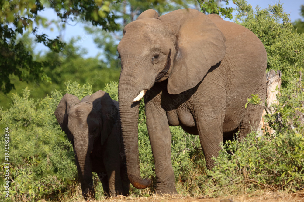 Fototapeta premium Afrikanischer Elefant / African elephant / Loxodonta africana