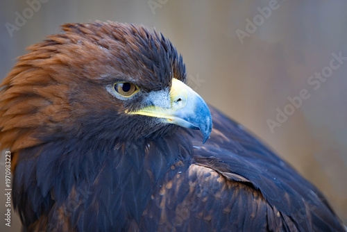 Portrait of a golden eagle.
