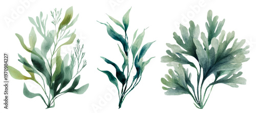 Watercolour collection of green aquatic seaweed and marine plants, illustrating underwater botanical flora with a soft, organic texture and multiple forms