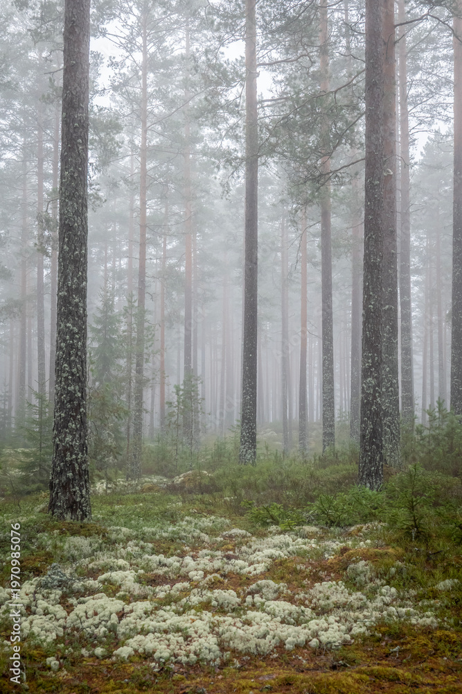 Obraz premium Foggy morning in a magical fairytale forest. Forest therapy and stress relief.