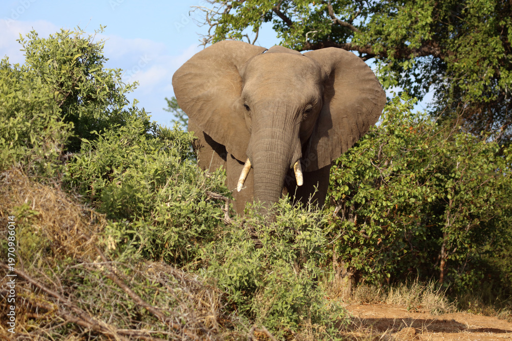Fototapeta premium Afrikanischer Elefant / African elephant / Loxodonta africana