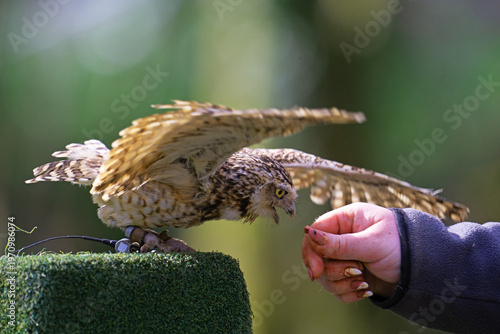 Feeding a Burrowing owl.