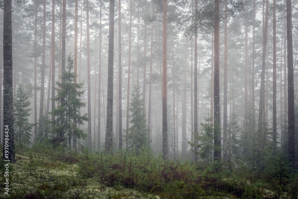 Fototapeta premium Foggy morning in a magical fairytale forest. Forest therapy and stress relief.