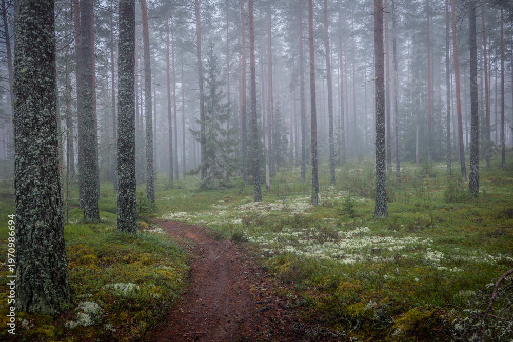Fototapeta premium Foggy morning in a magical fairytale forest. Forest therapy and stress relief.
