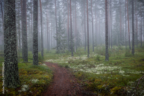 Foggy morning in a magical fairytale forest. Forest therapy and stress relief.