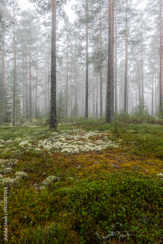 Foggy morning in a magical fairytale forest. Forest therapy and stress relief.