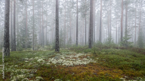 Foggy morning in a magical fairytale forest. Forest therapy and stress relief.