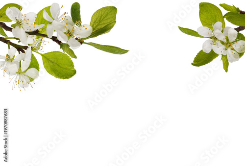 Spring fresh twigs with flo...