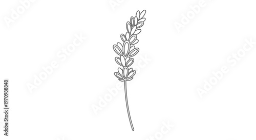 Simple continuous line art drawing of lavender flower sprig