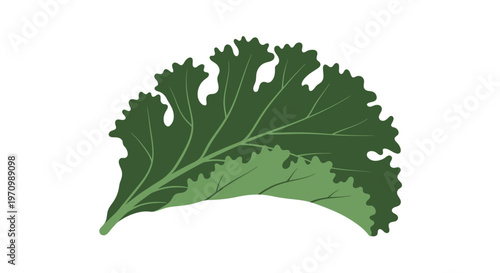 Green kale leaf illustration on white background