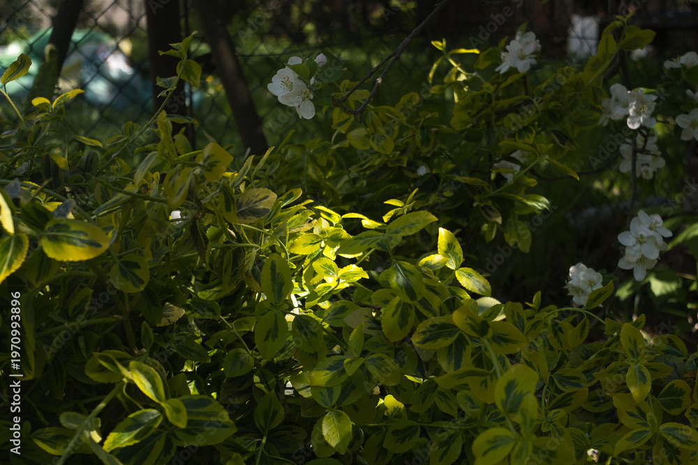 Obraz premium Sunlit Green Leaves and White Blossoms in Spring Garden