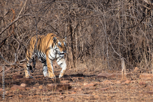 Bild auf Leinwand Royal Bengal Tiger Patrolling Through Morning Bushes at Panna Tiger Reserve