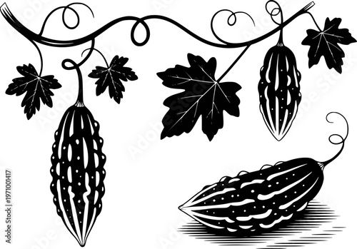 Black and white of bitter melon vine with fruit and leaves white background gourd