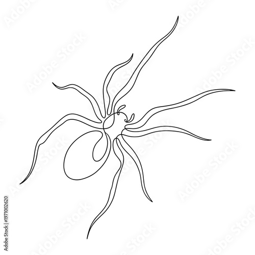 Simple continuous line art drawing of a spider