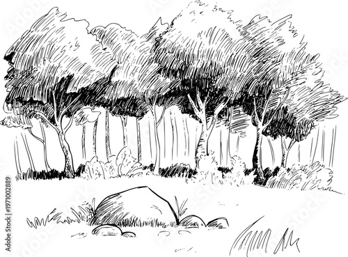 Hand Drawn of a Forest Scene with Trees and Rocks a White Background nature black