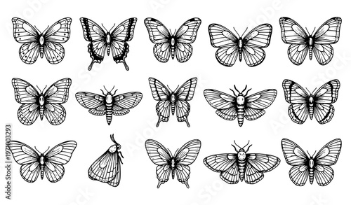 Set of black and white butterfly illustrations in various poses