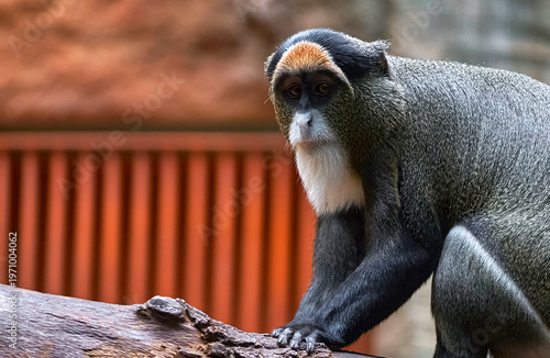 De Brazza's (Bearded) monkey in the zoo