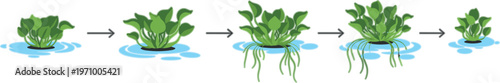 Water hyacinth growth stages sequence showing floating plant development from small sprout to mature aquatic vegetation lifecycle vector illustration