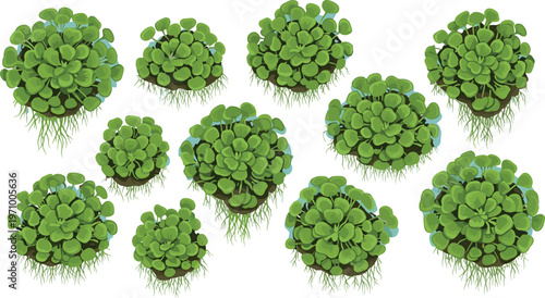 Water hyacinth floating plant clusters collection showing different sizes of aquatic vegetation patches isolated on white background vector illustration set