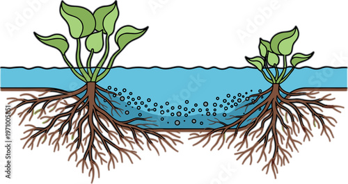 Water hyacinth root system underwater illustration showing nutrient absorption flow between plants in aquatic ecosystem scientific diagram vector