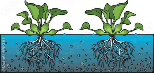 Water hyacinth plant cross section showing roots underwater, floating aquatic vegetation structure and ecosystem detail botanical vector illustration