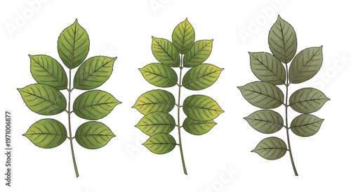 Illustration of three different types of green leaves with varying shapes and serrations