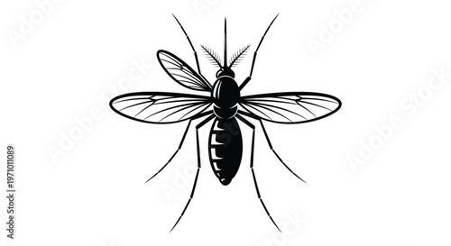 Detailed vector illustration of a mosquito with spread wings and long antennae