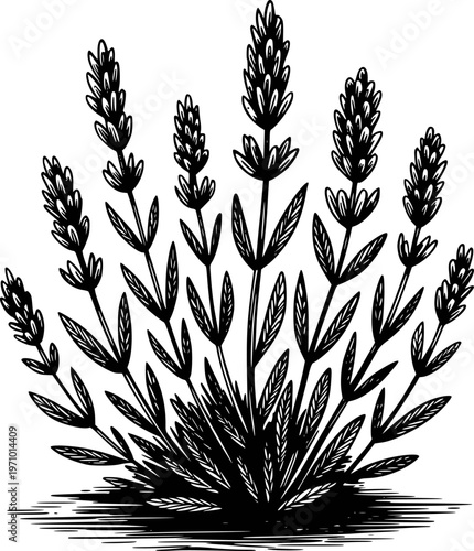 Black and white hand drawn of a lavender plant with detailed leaves and flower spikes