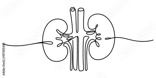 A minimalist single continuous line drawing of the human kidney system on a plain white background. Vector, illustration