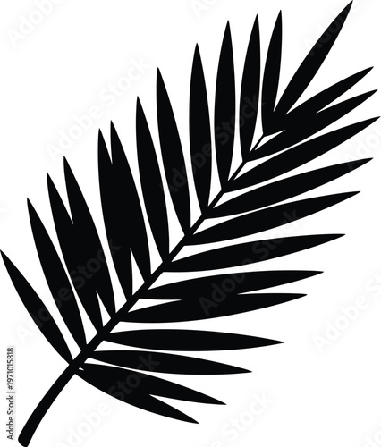 Palm leaf silhouette with thin sharp fronds on transparent background.