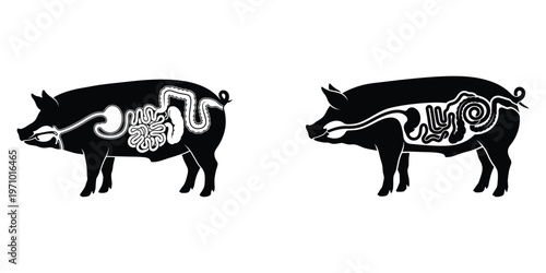 Pig Digestive Anatomy Comparison Silhouette Illustration