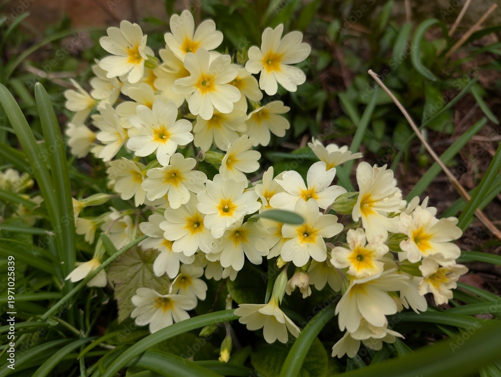 Obraz premium Schlüsselblume, Frühling, Blumen, Blüten, gelb.