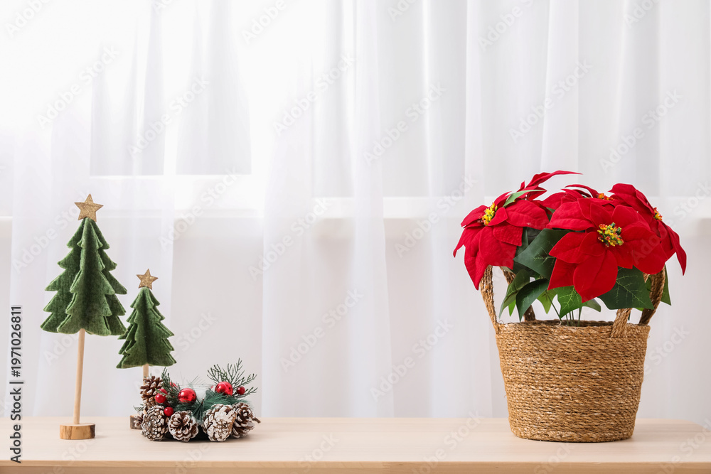 Fototapeta premium Beautiful plant poinsettia with Christmas decorations on commode near curtains in living room, closeup