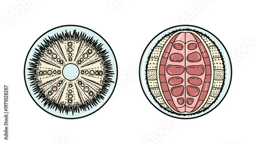 Top and bottom views of a sea urchin show its intricate spiky exterior and segmented interior structures on a clean white background art.