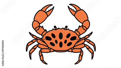 Orange crab with black spots on its shell is illustrated with its claws raised in a clean vector style, perfect for seafood or marine designs.