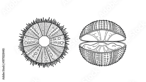 Black and white line art of sea urchins shows a spiky exterior and an open shell, providing a detailed look at marine biology for illustrations.