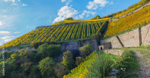 Weinweg Rüdesheim am Rhein Deutsche Weinstraße