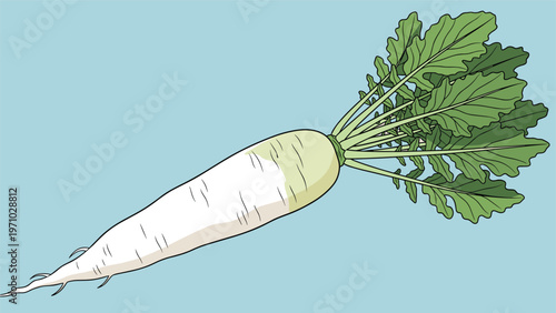 Large white daikon radish with vibrant green leaves is shown against a soft blue background representing healthy and fresh garden produce.