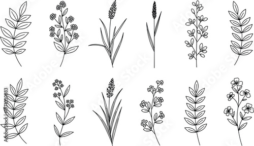 Set of hand drawn botanical plant and flower line art elements, delicate leaves and branches vector illustration isolated on white background