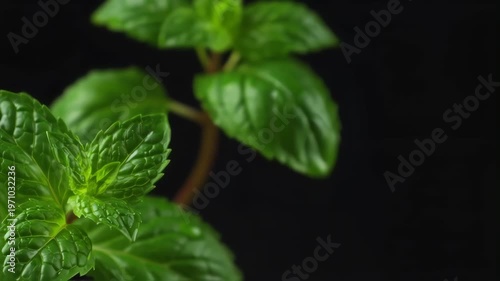 close up of green leaves and water drop