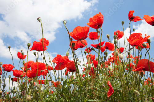 Poppies against a blue sky and white clouds on a sunny day