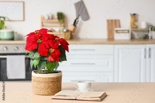 Christmas plant poinsettia ...