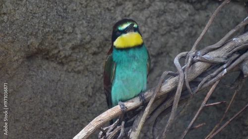 Close up of a Blue chested roller bird sitting on a tree branch and looking	
