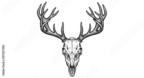 Detailed illustration of a majestic deer skull with large, branching antlers against a stark white background