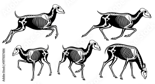 Detailed anatomical illustrations of sheep skeletons in various dynamic poses, showcasing bone structure and musculature