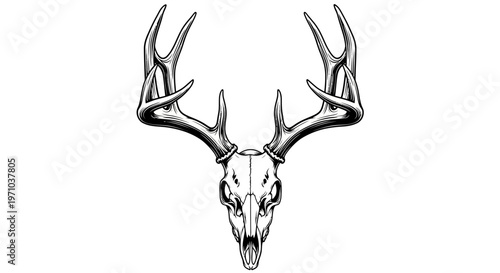 Detailed illustration of a stag skull with impressive antlers, symbolizing nature and wilderness