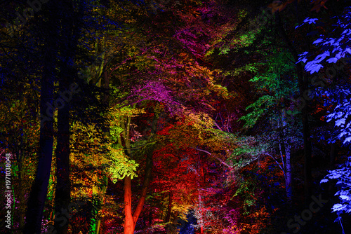 Tableau sur toile Vibrant night forest scene with trees illuminated by colorful lights, creating a surreal rainbow canopy and dark woodland background