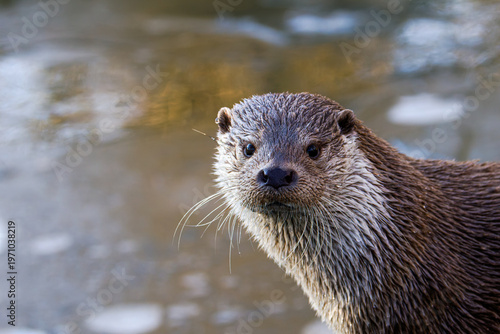 Close-up portrait of a wet river otter looking at camera by calm water, lutra lutra